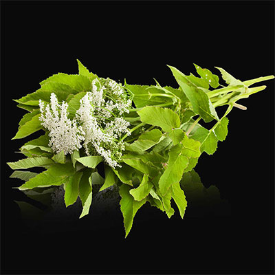 Angelica archangelica