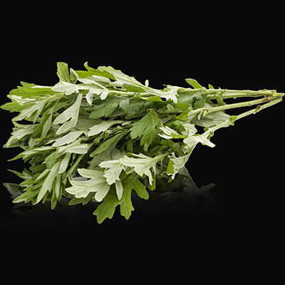 Atemisia vulgaris