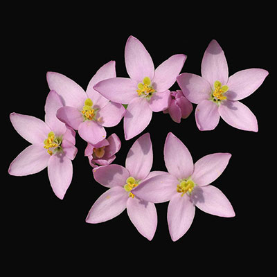 Centaurium erytraea