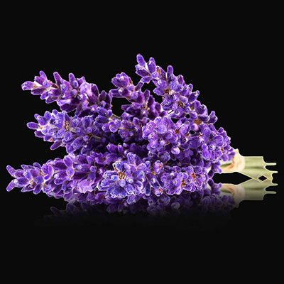 Lavandula