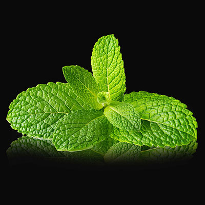 Menta