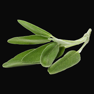 Salvia officinalis