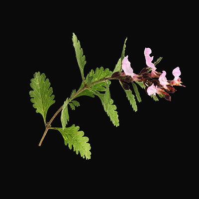 Teucrium chamaedrys