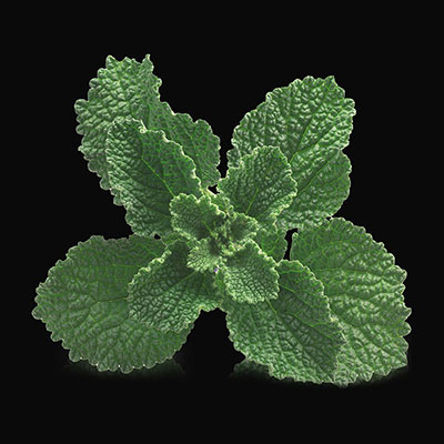 Marrubium vulgare