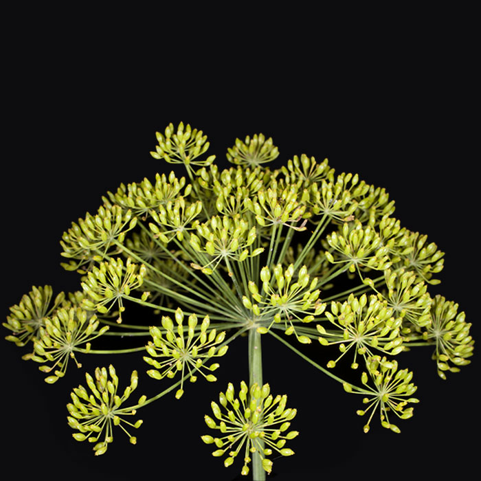 Foeniculum vulgare